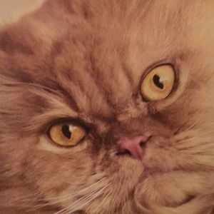 Meet your Posher, Abby